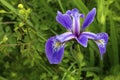 Closeup of wild blue flag iris Iris versicolor Royalty Free Stock Photo