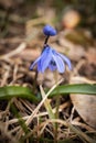 Closeup of wild blue snowdrop flowers in a forest, beautiful close up outdoor spring background