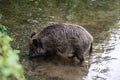 Closeup of a wild boar drinking water from a pond Royalty Free Stock Photo