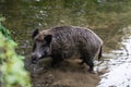 Closeup of a wild boar drinking water from a pond Royalty Free Stock Photo