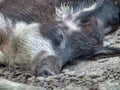 Closeup of a wild boar sleeping on the ground Royalty Free Stock Photo