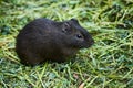 Closeup of wild Brazilian Guinea pig, Cavia aperea