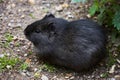 Closeup of wild Brazilian Guinea pig, Cavia aperea Royalty Free Stock Photo