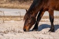 A closeup of a wild brown and black pony eating at Assateague Island Royalty Free Stock Photo