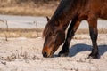 A closeup of a wild brown and black wild pony eating at Assateague Island