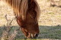 A closeup of a wild brown pony eating grass at Assateague Island Royalty Free Stock Photo