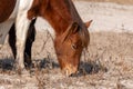 A closeup of a wild brown and white mare eating in the sand at Assateague Island Royalty Free Stock Photo