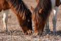 A closeup of a wild brown and white mare and her filly eating at Assateague Island