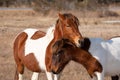 A closeup of a wild brown and white mare and her matching filly at Assateague Island
