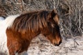 A closeup of a wild brown and white mare in the sand at Assateague Island