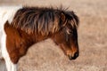 A closeup of a wild brown and white pony at Assateague Island Royalty Free Stock Photo