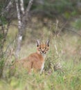 Closeup of a wild caracal lying on the grass in Kruger National Park, South Africa