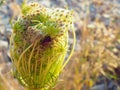 Wild carrot flower bud with a red shield bug inside with black dots and stripes. Royalty Free Stock Photo