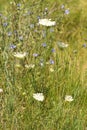 Closeup of wild carrot flowers with blurred common chicory flowers on background
