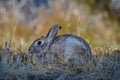 Closeup of a wild cottontail bunny rabbit in the field, meadow. Early morning.