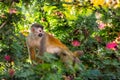 Closeup of Wild Curious Squirrel Monkey Saimiri Oerstedii on the Branch of a Shrub with Pink Flowers in Manuel Antonio National Royalty Free Stock Photo