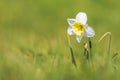 Closeup of wild daffodil flower or Lent lily, Narcissus pseudonarcissus, blooming in a meadow during Springtime season Royalty Free Stock Photo