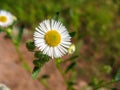 Closeup of wild daisy flowers. Royalty Free Stock Photo