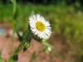 Closeup of wild daisy flowers. Royalty Free Stock Photo