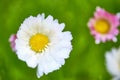Closeup of wild daisy flowers. Romantic daisy flower at sunny summer day. Oxeye daisy, Leucanthemum vulgare, daisies,Moon daisy. Royalty Free Stock Photo