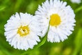 Closeup of wild daisy flowers. Romantic daisy flower at sunny summer day. Oxeye daisy, Leucanthemum vulgare, daisies,Moon daisy. Royalty Free Stock Photo