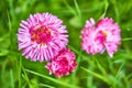 Closeup of wild daisy flowers. Romantic daisy flower at sunny summer day. Oxeye daisy, Leucanthemum vulgare, daisies,Moon daisy. Royalty Free Stock Photo