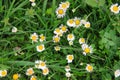 Closeup of wild daisy flowers. Royalty Free Stock Photo