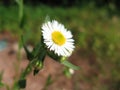 Closeup of wild daisy flowers Royalty Free Stock Photo