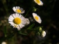 Closeup of wild daisy flowers. Royalty Free Stock Photo