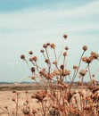 Closeup of wild dying chamomile flowers in an empty field with retro vintage grainy edit.