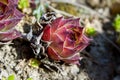 Closeup of a wild Echeveria surrounded by greenery under sunlight with a blurry background