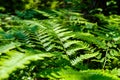 Detail of a wild fern in a forest