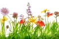 Closeup from a wild flower meadow, white background