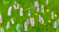 closeup wild flowers in prairie