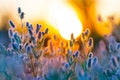 Closeup wild flowers in a prairie at the sunset Royalty Free Stock Photo