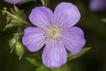 Closeup of wild geranium flowers at Valley Falls Park, Connecticut Royalty Free Stock Photo