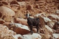 Closeup of a wild goat on a rock in Saint Catherine City, Sinai , Egypt