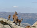 Closeup of wild goats on a rock in the mountainscape background Royalty Free Stock Photo