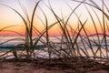 Closeup of wild grass at the beach with sunset sky on the background Royalty Free Stock Photo