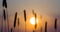 Closeup wild grass sten silhouette on dramatic sunset background