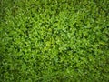 Closeup wild green grass texture with blooming tiny white flowers. Greening plants on a picturesque summer meadow. Different herb