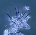 Closeup of a wild hairy willow-herb flower with natural autumn change in glowing and magical violet and light purple Royalty Free Stock Photo