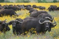 Closeup of a wild herd of African buffalo Syncerus caffer looking at camera while grazing inside Ngorongoro Crater, Tanzania Royalty Free Stock Photo