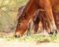 Closeup Wild Horse Grazing in Arizona Royalty Free Stock Photo