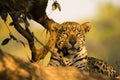 Closeup of Wild Jaguar Resting in the Shade