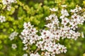 Wild manuka tree flowers in bloom with blurred background