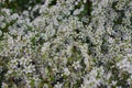 Wild May Leptospermum polygalifolium Woodgate Beach Queensland