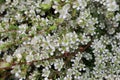 Wild May Leptospermum polygalifolium Woodgate Beach Queensland