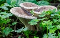 Closeup of wild mushrooms surrounded by clovers in a field in Malta Royalty Free Stock Photo