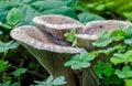 Closeup of wild mushrooms surrounded by clovers in a field in Malta Royalty Free Stock Photo